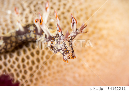 Bornella anguilla, Nudibranch, Sea Slug Bornella anguilla, Nudibranch, Sea Slug 34162211