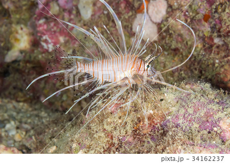 Pacific Lionfish (Pterois miles) Pacific Lionfish (Pterois miles) 34162237