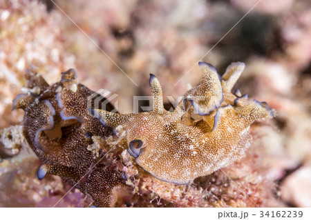 Plakobranchidae Nudibranch, Sea Slug Plakobranchidae Nudibranch, Sea Slug 34162239