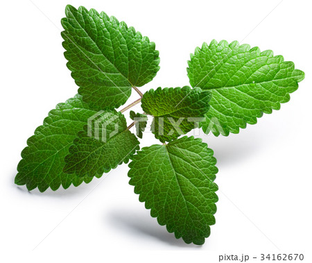Mint balm Melissa officinalis, paths 34162670