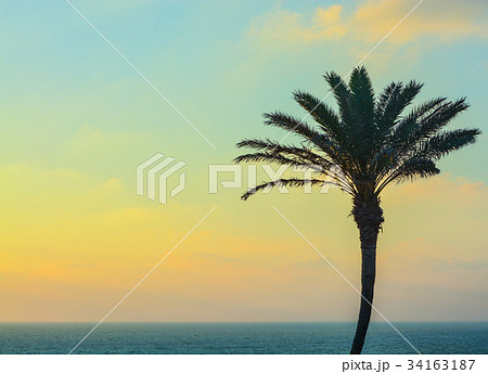 Palm tree sunset over the Mediterranean in Israel Palm tree sunset over the Mediterranean in Israel 34163187