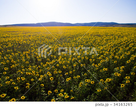 field of sunflower. Aerial view 34163265
