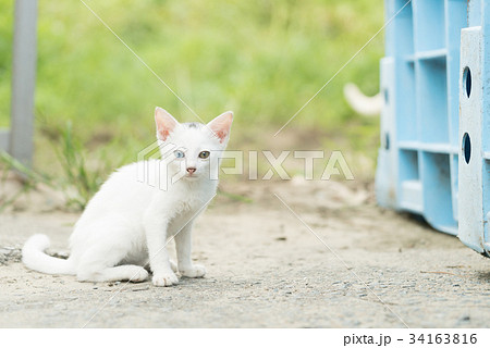 オッドアイの白猫の子猫の写真素材
