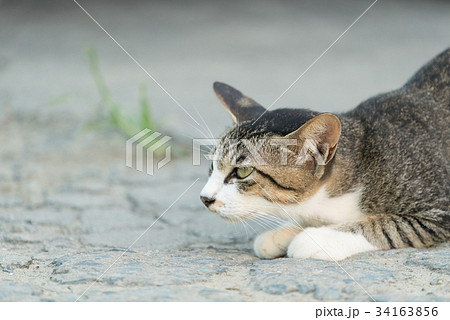 獲物を狙う野良猫の写真素材