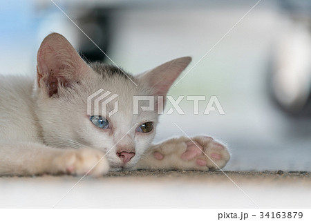 今にも寝そうなオッドアイの白猫の子猫 34163879