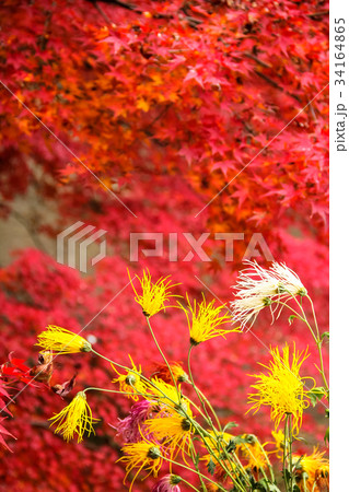 大覚寺門跡 五大堂脇の紅葉と嵯峨菊の写真素材