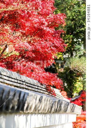 妙心寺退蔵院、築地塀と紅葉 34164881