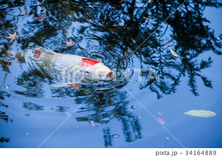 妙心寺退蔵院、余香苑の池、鯉と楓の落葉 34164889