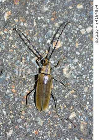 クワカミキリ 34164894