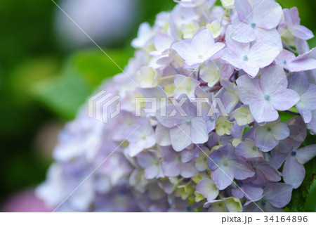 セイヨウアジサイ 34164896