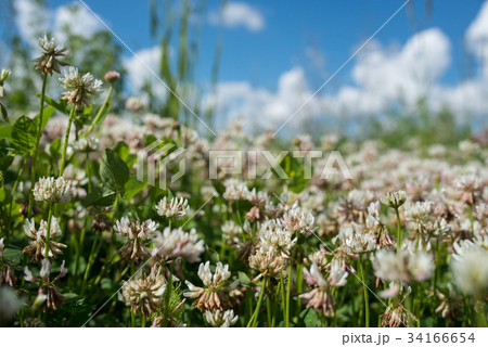 white clover wild meadow flowers in field over white clover wild meadow flowers in field over 34166654
