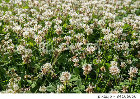 white clover wild meadow flowers in field. Nature 34166656