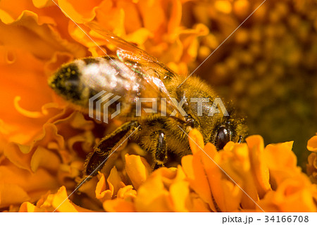 photo of a beautiful bee and flowers a sunny day photo of a beautiful bee and flowers a sunny day 34166708