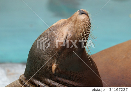 アザラシ 34167227