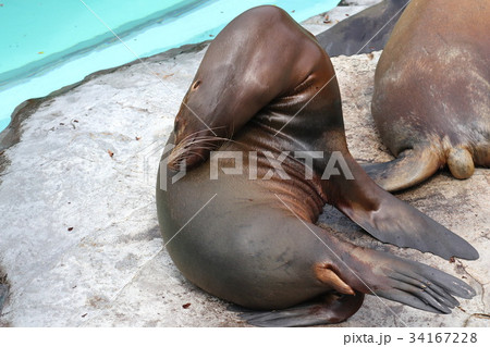 アザラシの親子 34167228