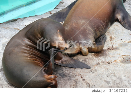 アザラシの親子 アザラシの親子 34167232