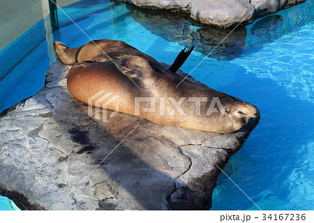 アザラシの親子 アザラシの親子 34167236