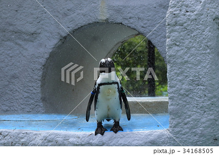 ケープペンギン 34168505