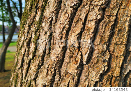 樹木の幹のクローズアップの写真素材