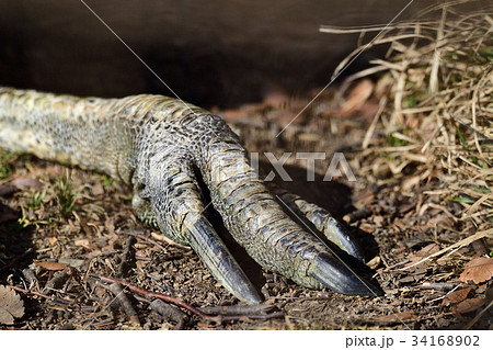 東武動物公園 ヒクイドリの爪 東武動物公園 ヒクイドリの爪 34168902