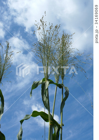 ホウキモロコシ・玉すだれ ホウキモロコシ・玉すだれ 34169069