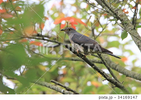 桜の木に止まるツツドリ 34169147