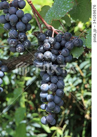 ワイン用ブドウ　マスカット・ベーリーA 34169676