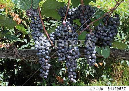 ワイン用ブドウ マスカット・ベーリーA ワイン用ブドウ マスカット・ベーリーA 34169677