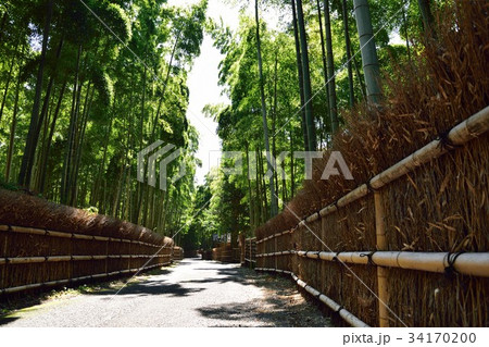 竹の径　竹林　向日市 34170200