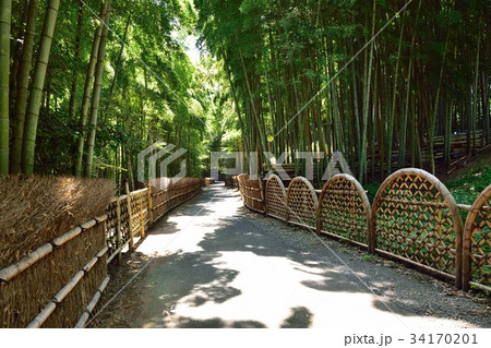 竹の径　竹林　向日市 34170201