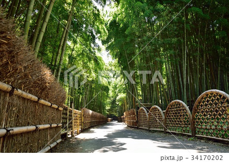 竹の径　竹林　向日市 34170202