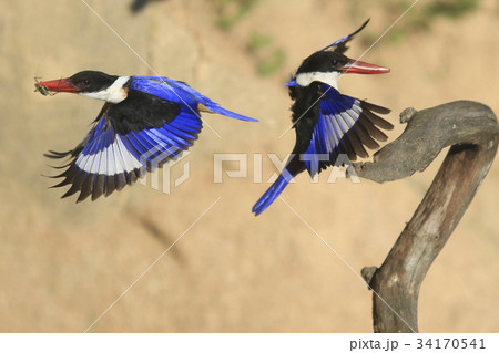 枝 飛行 狩猟 34170541