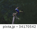 枝 鳥 ヤマショウビン 34170542