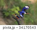 枝 モーション 飛行 34170543