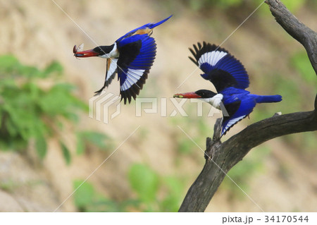 枝 水気 飛行 34170544