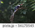 枝 水気 狩猟 34170545