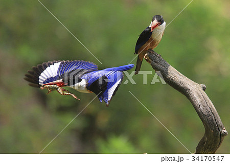枝 カエル 水気 34170547