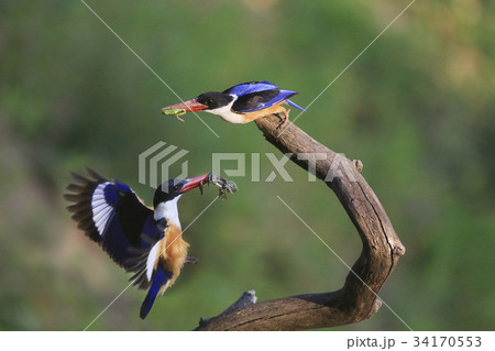 枝 餌 水気 34170553