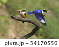 枝 水気 飛行 34170556