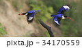 飛行 狩猟 横顔 34170559