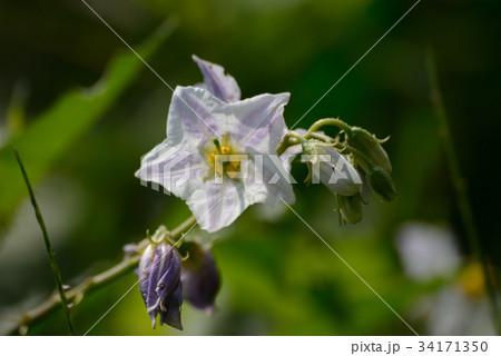 ワルナスビ ワルナスビ 34171350