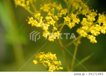 オミナエシ 34171365