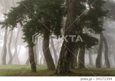 慶北 松 霧 34171394