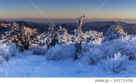 江原道 雪花 雪景色 34171438