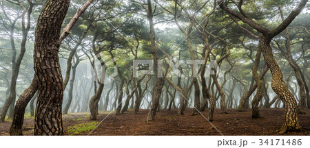 慶北 レース同行陵 針葉樹 34171486