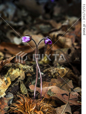 芽 肝 野生の花 34171551