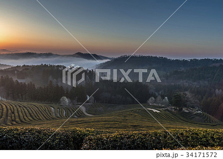 緑茶畑 の多元 雲海 34171572