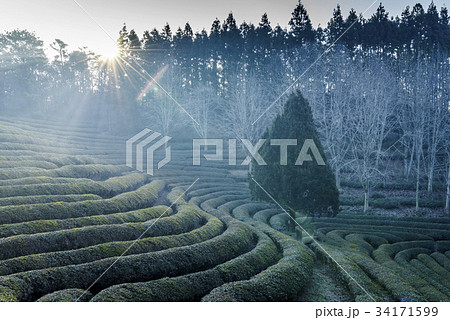 緑茶畑 の多元 景色 34171599