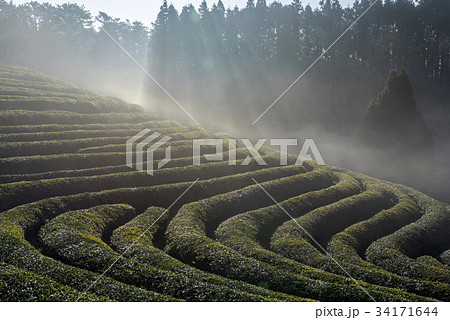 緑茶畑 の多元 霧 34171644