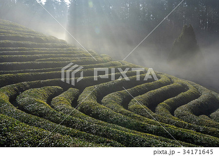 緑茶畑 の多元 宝城郡 34171645